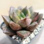 Echeveria Purpusorum Fresh Ones 100 PCS Seeds