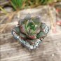 Echeveria Purpusorum Fresh Ones 100 PCS Seeds