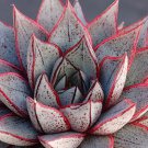 Echeveria Purpusorum Fresh Ones Red Spot Veriety 300 PCS Seeds