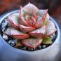 Echeveria Purpusorum Fresh Ones Red Spot Veriety 300 PCS Seeds