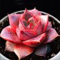 Echeveria Purpusorum Fresh Ones Red Spot Veriety 300 PCS Seeds