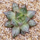 Echeveria Purpusorum Fresh Ones 300 PCS Seeds Echeveria Purpusorum Fresh Ones 300 PCS Seeds