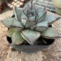 Echeveria Purpusorum Fresh Ones 300 PCS Seeds