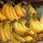 Dwarf Banana Tree Hybrid Fruits 100 PCS Seeds