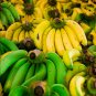 Dwarf Banana Tree Hybrid Fruits 100 PCS Seeds