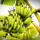Dwarf Banana Mixed Varieties 100 PCS Seeds