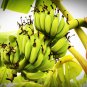 Dwarf Banana Mixed Varieties 100 PCS Seeds