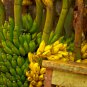 Dwarf Banana Mixed Varieties 100 PCS Seeds