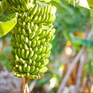 Dwarf Banana Apple Green Skin 100 PCS Seeds Dwarf Banana Apple Green Skin 100 PCS Seeds