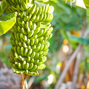 Dwarf Banana Apple Green Skin 100 PCS Seeds