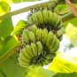 Dwarf Banana Apple Green Skin 100 PCS Seeds