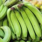 Dwarf Banana Apple Green Skin 100 PCS Seeds