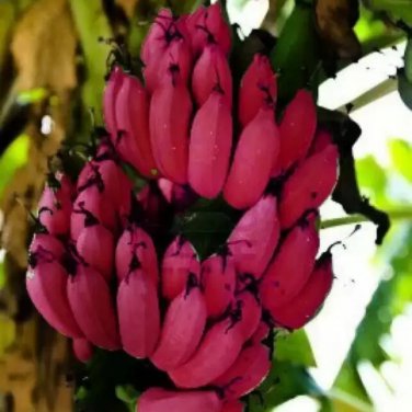 Dwarf Banana Pink Skin 100 PCS Seeds