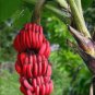 Dwarf Banana Pink Skin 100 PCS Seeds