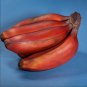Dwarf Banana Greenish Red Skin 100 PCS Seeds