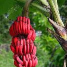 Dwarf Banana Dark Red Skin 100 PCS Seeds Dwarf Banana Dark Red Skin 100 PCS Seeds