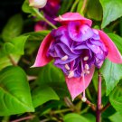 Double Petals Fuchsia Bonsai Bell Flower Lantern Begonia Potted 100 PCS Seeds Double Petals Fuchsia Bonsai Bell Flower Lantern Begonia Potted 100 PCS Seeds