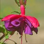 Double Petals Fuchsia Bonsai Bell Flower Lantern Begonia Potted 100 PCS Seeds