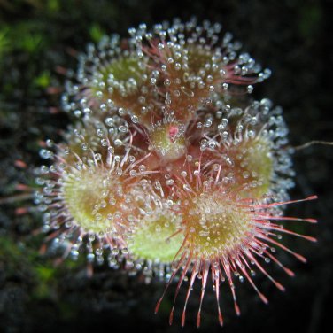Drosera Burmanni Greenish Light Pink Color 100 PCS Seeds