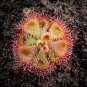 Drosera Burmanni Greenish Light Pink Color 100 PCS Seeds