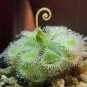 Drosera Burmanni Greenish Light Pink Color 100 PCS Seeds