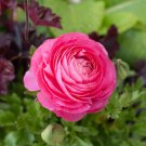 Double Ranunculus Asiaticus Flower Bonsai Plant 100 PCS Seeds