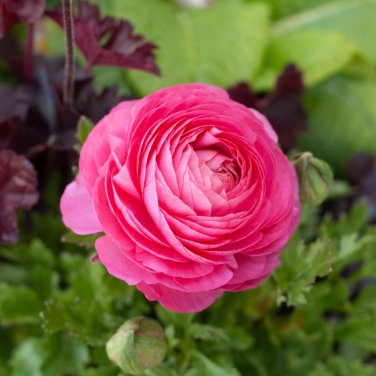 Double Ranunculus Asiaticus Flower Bonsai Plant 100 PCS Seeds