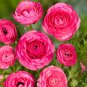 Double Ranunculus Asiaticus Flower Bonsai Plant 100 PCS Seeds