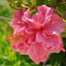 Double Flap Hibiscus Flower Pink Flowers 100 PCS Seeds