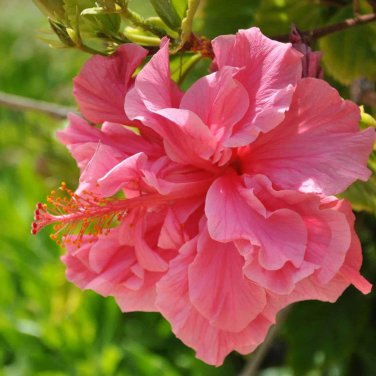 Double Flap Hibiscus Flower Pink Flowers 100 PCS Seeds