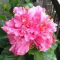 Double Flap Hibiscus Flower Pink Flowers 100 PCS Seeds