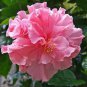 Double Flap Hibiscus Flower Pink Flowers 100 PCS Seeds