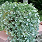 Dichondra Repens Silver Falls Emerald Falls Ground Cover Bonsai 200 PCS Seeds Dichondra Repens Silver Falls Emerald Falls Ground Cover Bonsai 200 PCS Seeds