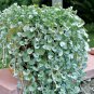 Dichondra Repens Silver Falls Emerald Falls Ground Cover Bonsai 200 PCS Seeds