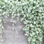 Dichondra Repens Silver Falls Emerald Falls Ground Cover Bonsai 200 PCS Seeds