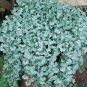 Dichondra Repens Silver Falls Emerald Falls Ground Cover Bonsai 200 PCS Seeds