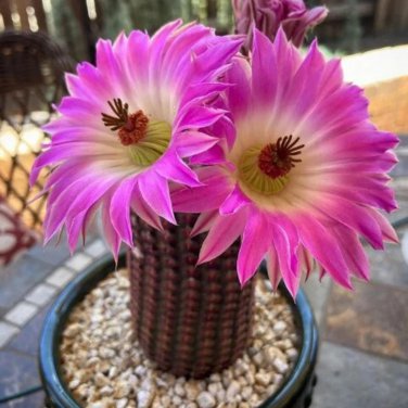 ECHINOCEREUS rigidissimus v. rubispinus Fresh 10 PCS Seeds