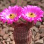 ECHINOCEREUS rigidissimus v. rubispinus Fresh 10 PCS Seeds