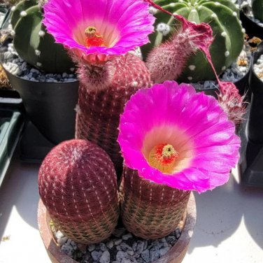 Echinocereus rigidissimus v rubispinus 10 PCS Seeds