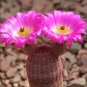Echinocereus rigidissimus v rubispinus 10 PCS Seeds