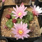 Echinocereus Knippelianus var Kruegeri 10 PCS Seeds Echinocereus Knippelianus var Kruegeri 10 PCS Seeds