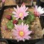 Echinocereus Knippelianus var Kruegeri 10 PCS Seeds