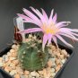 Echinocereus Knippelianus var Kruegeri 10 PCS Seeds