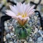 Echinocereus Knippelianus var Kruegeri 10 PCS Seeds