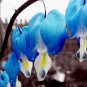 Dicentra Spectabilis Bleeding Heart Classic Cottage Garden Plant 100 PCS Seeds