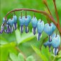 Dicentra Spectabilis Bonsai Bleeding Heart Classic Cottage 100 PCS Seeds