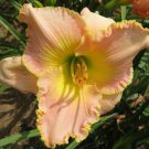 Daylily Flower White Flowers with Light Orange Flowers 150 PCS Seeds Daylily Flower White Flowers with Light Orange Flowers 150 PCS Seeds