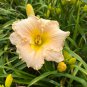 Daylily Flower White Flowers with Light Orange Flowers 150 PCS Seeds