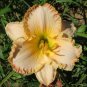 Daylily Flower White Flowers with Light Orange Flowers 150 PCS Seeds