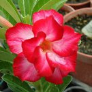 Desert Rose Adenium 2 Types Available 2 PCS Seeds